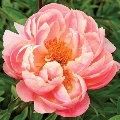 Pink Hawaaian Coral